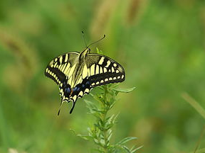 狙击蝴蝶：揭秘网络热度的蝴蝶效应