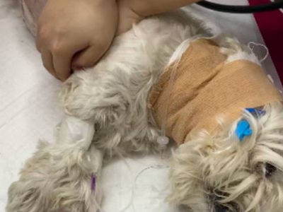 毒害无辜宠物，男子涉嫌犯下残忍罪行