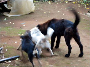 狗主人回应投毒男子获刑4年