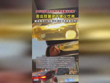 年轻人用东方树叶养茶菌当宠物